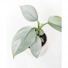 Cuttings Silver Sword Philodendron Houseplant Live Plant Rare