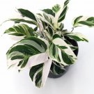 White Fusion Calathea 2.5" X 4" Inch Pot Small Starter Size House Plant