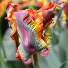 Rainbow Parrot Tulip Bulbs Flowers Rare Parrot Tulips Rainbow Colored