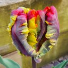 Rasta Tulip Bulbs Flowers Rare Parrot Tulips Rainbow Colored