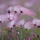 Pink Prairie Smoke Flowers 25 Seeds
