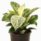 Rare Variegated Philodendron ‘Birkin’ Large Philo Birking Exotic White Pinstriped Live Plant