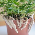 Rabbits Foot Fern Live House Plant Ppp Fast Growing For Indoor Small Mini Plants