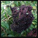 Black Elderberry Cuttings Plant Freshly Cut Upon Order Easy Fruit Treesb