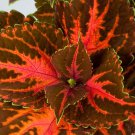 Coleus Festive Dance Orange Live Plant Potted 2.5" X 4" Pot Green Black Landscaping Plants