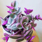 Large Full White Pot Tradescantia Nanouk Pink Houseplant 4" Inch X 4.5" Inch Gift Worthy Free Shippi
