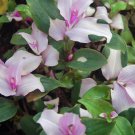 Blushing Bride Tradescantia House Plants Live Plant Potted 2.5" X 4" Inch Pots