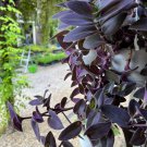 3 Purple Fuzzy Sillamontana Cuttings Tradescantia House Plants Wandering Jew