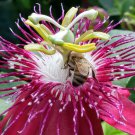 Passiflora Lady Margaret Passion Flowers Vine Starter Plant