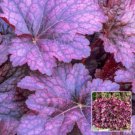 Timeless Palace Purple Heuchera With Flowers Perennial Live Plant Summer Spring Flower Full Sun Cora