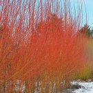 Ten (10) Orange Willow Tree Flame Bushes Salix  Bush Shrub Privacy Fence Live Plants