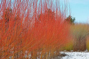 Ten (10) Orange Willow Tree Flame Bushes Salix  Bush Shrub Privacy Fence Live Plants