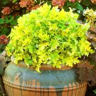 Lime Marmalade Heuchera With Flowers Perennial Live Plant Summer Spring Flower Full Sun Coral Bells