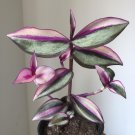 Tradescantia Zebrina Quadricolor House Plants Live Plant Potted 2.5" X 4" Inch Pots Silver Inch Plan