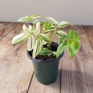 Tradescantia Fluminensis Variegata House Plants Live Plant Potted 2.5" X 4" Inch Pots