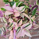 Tricolor Tradescantia Zebrina Variegata Pallida House Plant Indoor Small Starter Purple Heart Rare