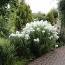 White David Phlox Flowers Live Plant 2.5" X 4" Pots Perennial Flower Large Many Blooms