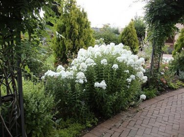 White David Phlox Flowers Live Plant 2.5" X 4" Pots Perennial Flower Large Many Blooms