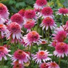 Echinacea Butterfly Kisses Pink Double Flowers Perennial Live Plant Summer Spring Flower Full Sun Co