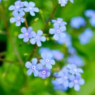 Forget Me Not Brunnera Perennial Flowers Live Shade Plants Blue Flower