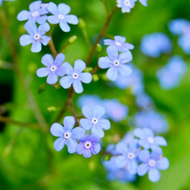 Forget Me Not Brunnera Perennial Flowers Live Shade Plants Blue Flower