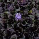 Black Scallops Ajuga Perennial Flowers Live Shade Plants Blue Flower