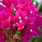 Pink Bougainvillea Barbara Karst Flowers Vine Starter Plant