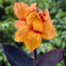 Canna Lily Wyoming Tropical Looking Plant For Landscaping (Live Plant) Bulb Rhizome Tuber Dark Purpl