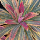 Ascot Rainbow Shrubs Flowers Live Plant 2.5" X 4" Pots Perennial Flower Large Many Blooms
