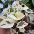 Pothos Njoy N Joy Live Plants House Plant Fast Growing Indoor Great Gift For Her Him Potted 2.5" X 4