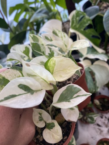 Pothos Njoy N Joy Live Plants House Plant Fast Growing Indoor Great Gift For Her Him Potted 2.5" X 4