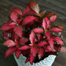 Rooted Red Plant In Pot Indoor Plants Collector Prefers Low Light