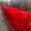 Burning Bush Seedlings Euonymus Alatus Blazing Red Shrubs In Fall Choose Variation