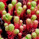 Red Wiggle Sedum Ground Cover Flower Perennial Ornamental Live Plant Clumping Flowers