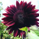 Sunflower Seeds Chocolate Cherry Flowers Organic Flower Seed Grown 25