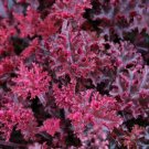 Pink Plant Melting Fire Coral Bells Heuchera With Flowers Perennial Live Plant Summer Spring Flower 