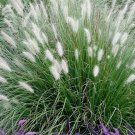 Dwarf Little Bunny Grass Pennisetum Alopecuroides Perennial Ornamental 1 Live Plant Clumping White H