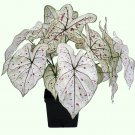 Cranberry Star Plant Caladium Flower Bulb Ppp Plants Perennial Flower