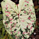 Florida Beauty Plant Caladium Flower Bulb Ppp Plants Perennial Flower