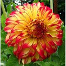 Dahlia 'Lady Darlene' Flowers Perennial Flower Live Plants Huge 10" Inch Blooms