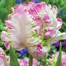 Webers Parrot Tulip Bulbs Flowers Rare Tulips Parrot Large Flower