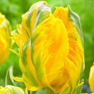 Green And Gold Frilly Tulip Bulbs Flowers Rare Parrot Tulips