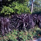 Princess Caroline Black Thick Pennisetum Fountain Grass Tall Grows 6' Feet Perennial Ornamental 1 Li