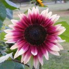 Cherry Rose Sunflower Live Plants Flowers Organic Red Flower