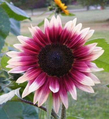 Cherry Rose Sunflower Live Plants Flowers Organic Red Flower
