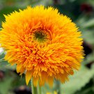 Sunflower Seeds Golden Cheer Beauty Double Flowers Organic Flower Seed Grown 25