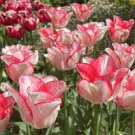 Beauty Trend Tulip Bulbs Flowers Rare Tulips Parrot Large Flower