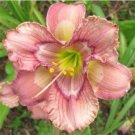 Daylily Seeds Psychedelicious Variation Fresh Rare Ready To Grow Live Hybrid Seeds See Description F