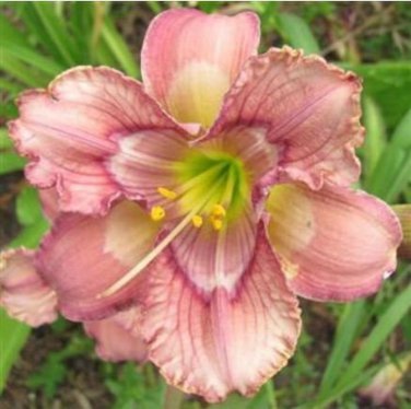 Daylily Seeds Psychedelicious Variation Fresh Rare Ready To Grow Live Hybrid Seeds See Description F