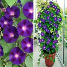 Morning Glory Grandpa Ott Bold Black Purple Colored Flowers Vine